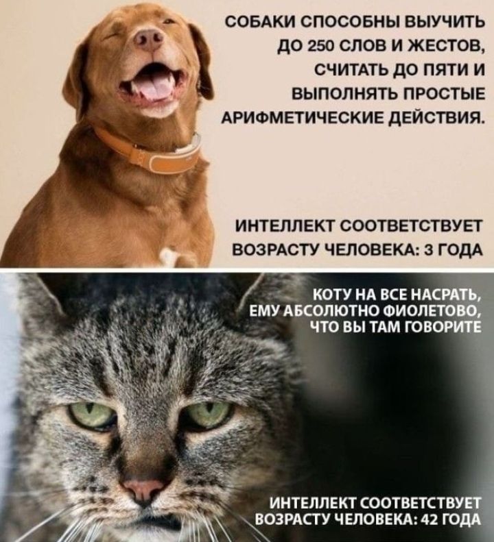 СОБАКИ СПОСОБНЫ ВЫУЧИТЬ до 250 СЛОВ И ЖЕСТОВ СЧИТАТЬ дО ПЯТИ И ВЫПОЛНЯТЬ ПРОСТЫЕ АРИФМЕТИЧЕСКИЕ ДЕЙСТВИЯ ИНТЕЛЛЕКТ СООТВЕТСТВУЕТ ВОЗРАСТУ ЧЕЛОВЕКА 3 ГОДА котундвсвндс ему Аколютно оиоп