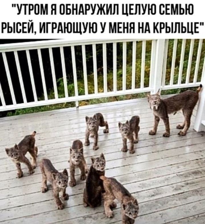 УТРПМ Я ОБНАРУЖИЛ ЦЕЛУЮ СЕМЬЮ РЫВЕЙ ИГРАЮЩУЮ У МЕНЯ НА КРЫЛЬЦЕ