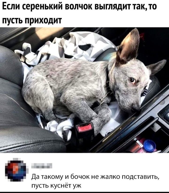 Если серенький волчок выглядит такто пусть приходит Да ТЭКОМУ И бОЧОК не жалко ПОДСТаВИТЬ пусть куснёт уж