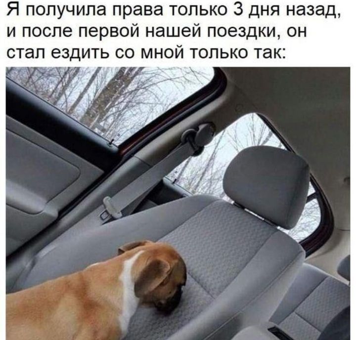 Я получила права только 3 дня назад и после первой нашей поездки он стал ездить со мной только так дд д