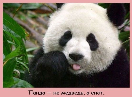 Панда не медведь енот