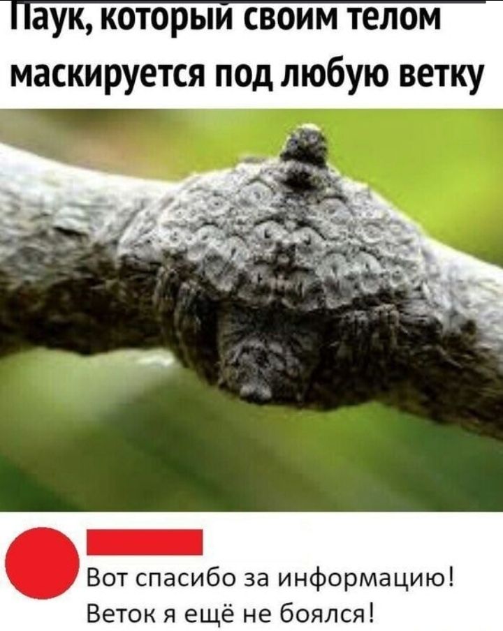 аук которыи своим телом маскируется под любую ветку Вот спасибо за информацию Веток я ещё не боялся