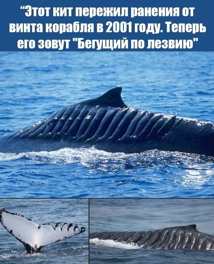 Этот кит пережил ранения от винта копабпп в 2001 году Теперь _ его зовут Бешщий по лезвию
