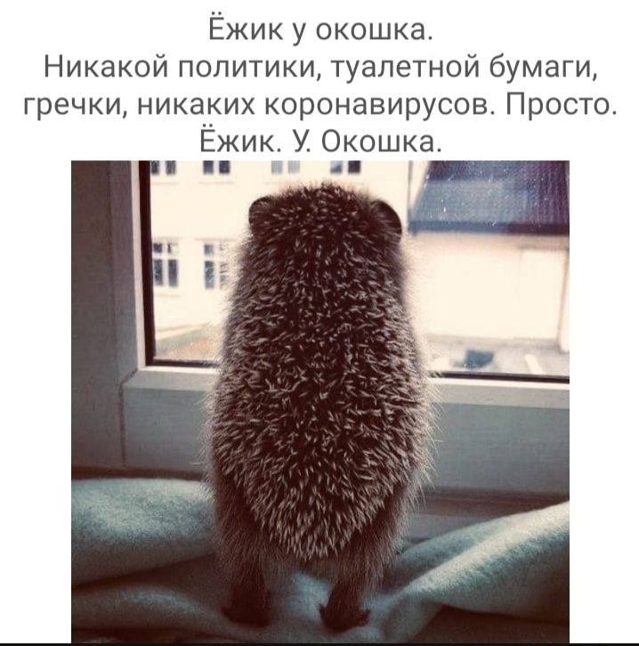 Ёжик у окошка Никакой политики туалетной бумаги гречки никаких коронавирусов Просто Ёжик У Окошка