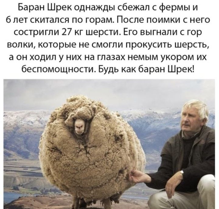Баран Шрек однажды сбежал с фермы и 6 лет скитался по горам После поимки с него состригли 27 кг шерсти Его выгнали с гор волки которые не смогли прокусить шерсть а он ходил у них на глазах немым укором их беспомощности Будь как баран Шрек