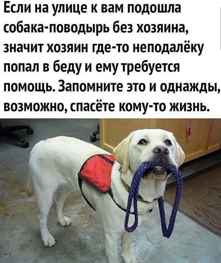 Если на улице к вам подошла собака поводырь без хозяина значит хозяин где то неподалёку попал в беду и ему требуется помощь Запомните это и однажды возможно спасёте кому то жизнь
