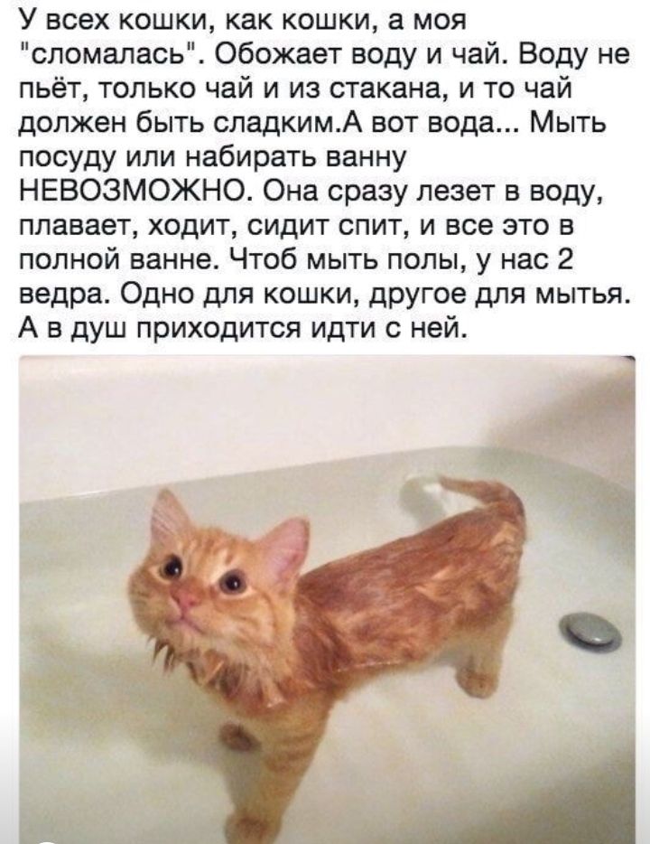 У всех кошки как кошки а моя сломалась Обожает воду и чай Воду не пьёт только чай и из стакана и то чай должен быть сладкимА вот вода Мыть посуду или набирать ванну НЕВОЗМОЖНО Она сразу лезет в воду плавает ходит сидит спит и все это в полной ванне Чтоб мыть полы у нас 2 ведра Одно для кошки другое для мытья А в душ приходится идти с ней