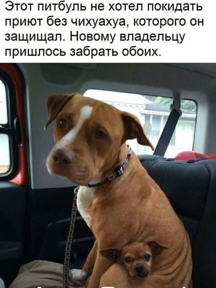 Этот питбуль не хотел покидать приют без чихуахуа которого он защищал Новому владельцу пришлось забрать обоих