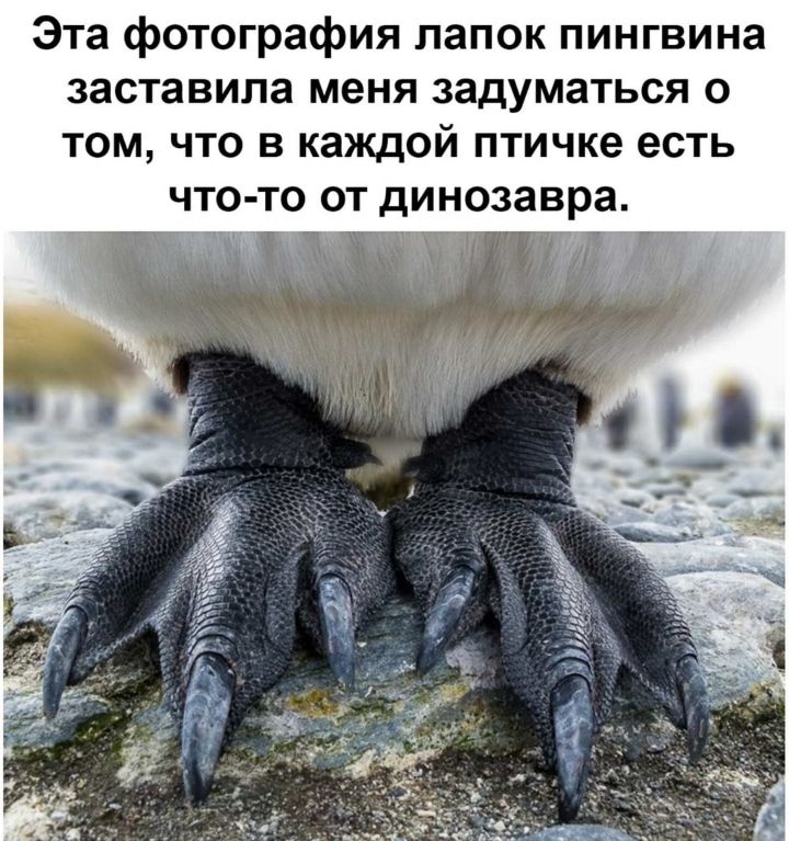 Эта фотография лапок пингвина заставила меня задуматься о том что в каждой птичке есть что то от динозавра