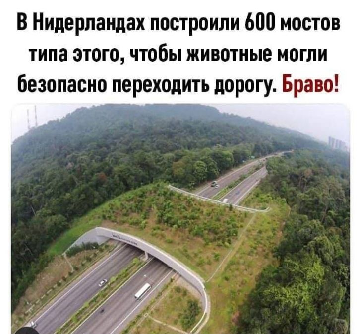 В Нидерландах построили 600 мостов типа этого чтобы животные могли безопасно переходить дорогу Браво