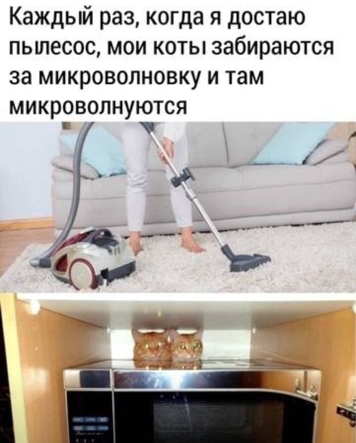 Каждый раз когда я достаю пылесос мои коты забираются 38 МИКРОВОЛНОВКУ И там микроволнуются