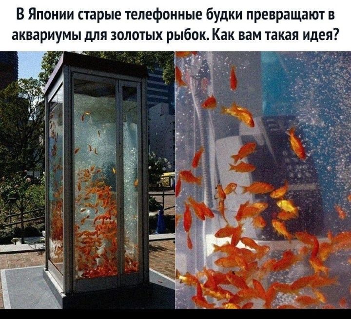 В Японии старые телефонные будки превращают в аквариумы для золотых рыбок Как вам такая идея