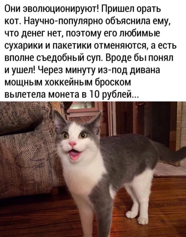 Они эволюционируют Пришел орать кот Научно популярно объяснила ему что денег нет поэтому его любимые сухарики и пакетики отменяются а есть вполне съедобный суп Вроде бы понял и ушел Через минуту из под дивана мощным хоккейным броском вылетела монета в 10 рублей