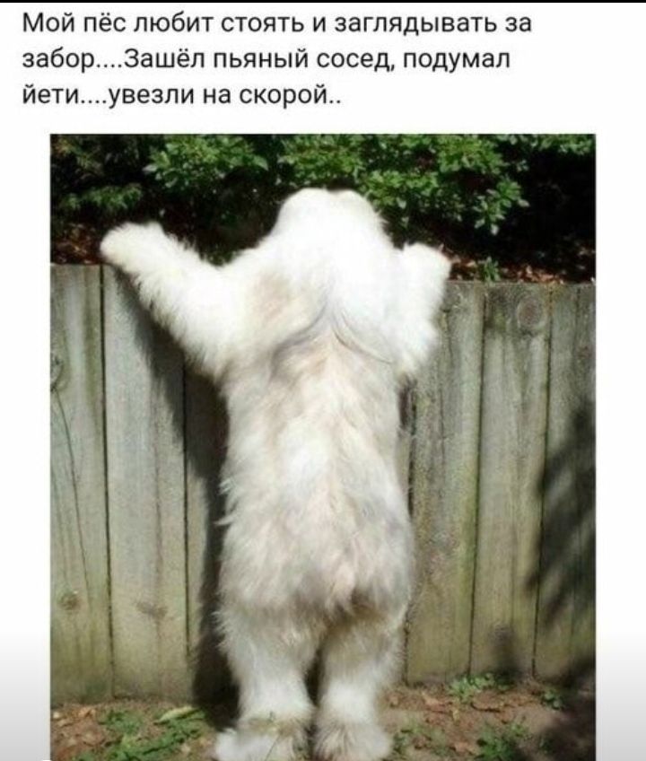 Мой пёс любит стоять и заглядывать за заборЗашёп пьяный сосед подумал йетиувезли на скорей