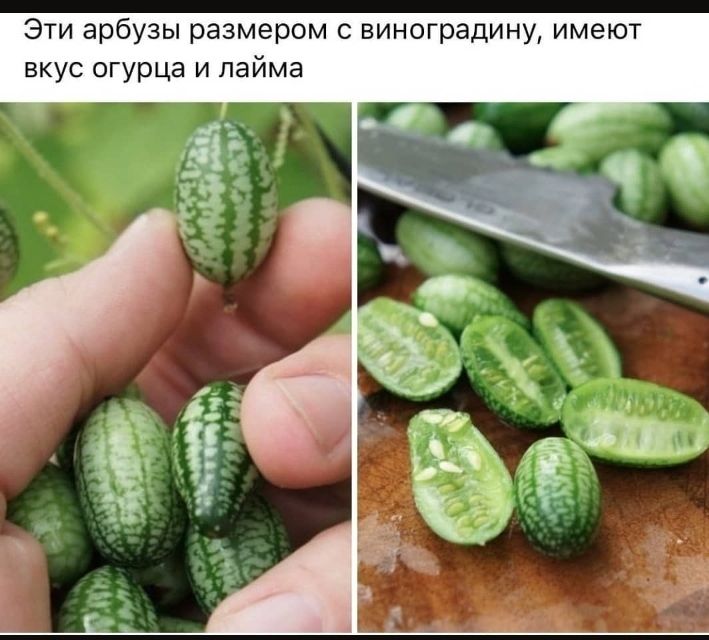 Эти арбузы размером виноградину имеют вкус огурца и лайма