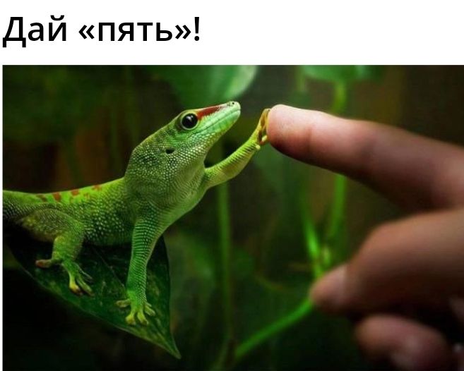 Дай пять