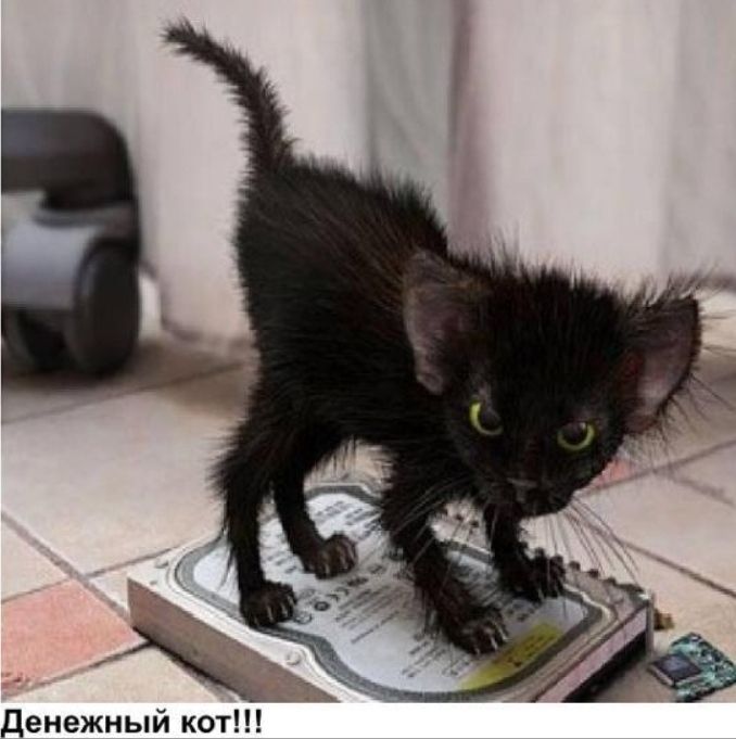 денежный кот