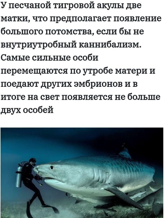 У песчаной тигровой акулы две матки что предполагает появление большого потомства если бы не внутриутробный каннибализм Самые сильные особи перемещаются по утробе матери и поедают других эмбрионов и в итоге на свет появляется не больше двух особей
