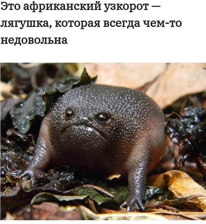 Это африканский узкорот лягушка которая всегда чем то недовольна
