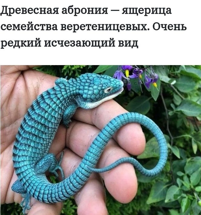Древесная аброния ящерица семейства веретеницевых Очень редкий исчезающий вид