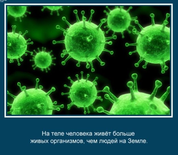 На теле человека живёт больше живых организмов чем людей на Земле