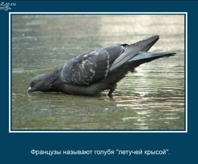 Французы называют голубя летучей крысой