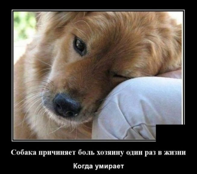 Собякя причиняет боль хозяину одии рп в житии Когда умирает я тихий Ты не можешь спросить что нибудь поумнее сердится мама Могу Скажи пожалуйста отчего умерло Мертвое море