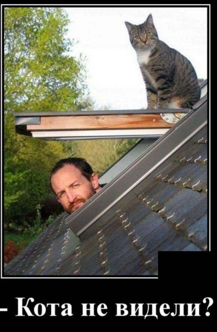 Кота не видели