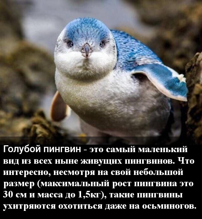 Голубой ПИНГВИН это самый маленький вид из всех ныне живущих пингвинов Что интересно несмотря на свой небольшой размер максимальный рост пингвина это 30 см и масса до 15кг такие пингвины ухитряются охотиться даже на осьминогов