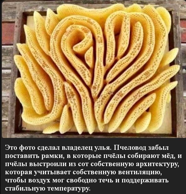 Это фото сделал владелец улья Пчеловод забыл поставить рамки в которые пчёлы собирают мёд и пчёлы выстроили из сот собственную архитектуру которая учитывает собственную вентиляцию чтобы воздух мог свободно течь и поддерживать стабильную температуру
