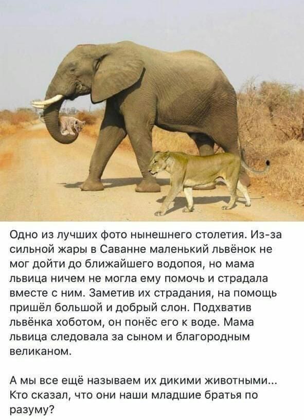 Одно из лучших Фото нынешнего столетия Изза сильной жары в Саванне маленький пьвёнок не мог дойти до ближайшего водопол но мама львица ничем не могла ему помочь и страдала вместе с ним Заметив их страдания на помощь пришёл большой и добрый слон Подхватив пьвёнка хоботом он понёс его к воде Мама львица следовала за сыном и благородным великаном А мы все ещё называем их дикими животными Кто сказал ч