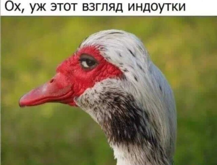 Ох уж этот взгляд индоутки