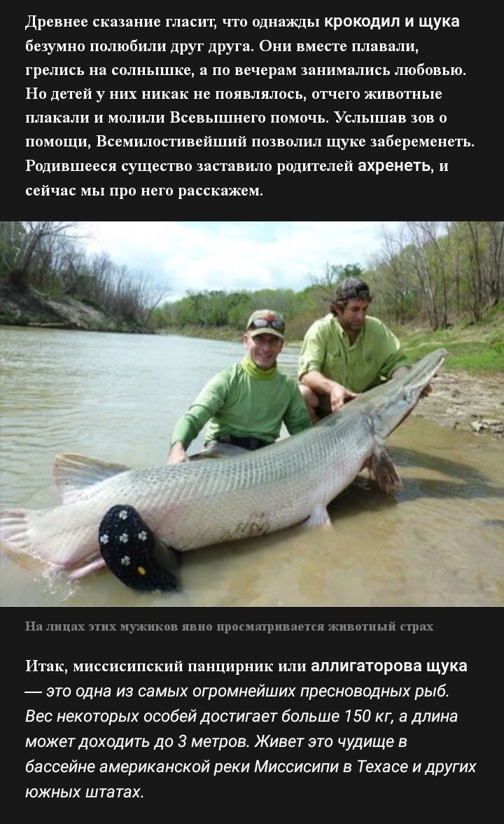 Древнее сказание гласит что однажды крокодил и щука безумно полюбили друг друга Они вместе плавали грелись на солнышке а по вечерам занимались любовью Но детей у них никак не появлялось отчего животные плакали и молили Всевышнего помочь Услышав зов о помощи Всемилостивейший позволил щуке забеременеть Родившееся существо заставило родителей ахренеть и сейчас мы про него расскажем н шшпх чтих мужико