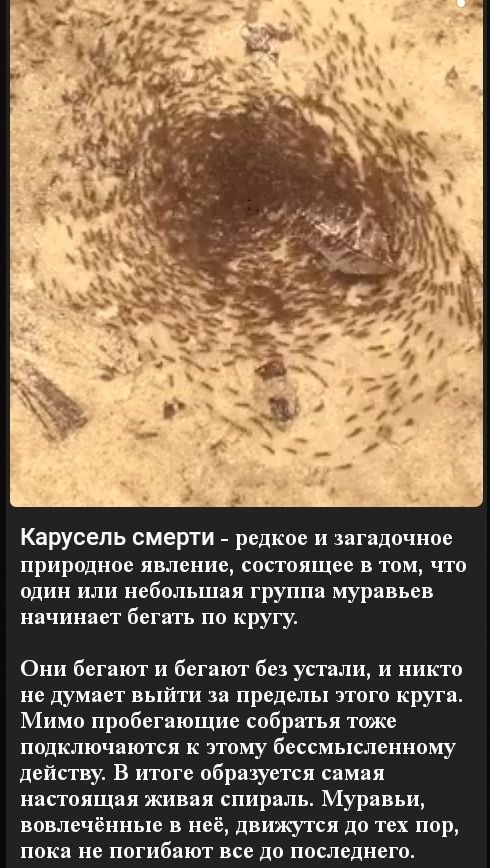 Карусель смерти редкое и загадочное природное явление состоящее в том что один или небольшая группа муравьев начинает бегать по кругу Они бегают и бегают без устали и никто не думает выйти за пределы зтого круга Мимо пробегающие собратья тоже подключаются к этому бессмысленном действу В итоге обра ется самая настоящая живая спираль Муравьи вовлечённые в неё движутся до тех пор пока не погибают все