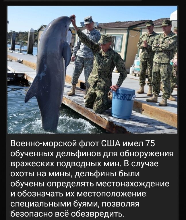 Военноморской флот США имел 75 обученных дельфинов для обноружения вражеских подводных мин В случае охоты на мины дельфины были обучены определять местонахождение и обозначать их местоположение специальными буями позволяя безопасно всё обезвредить
