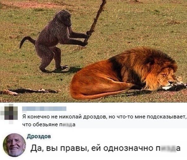 что обезьяне п а дроздов Да вы правы ей однозначно П а