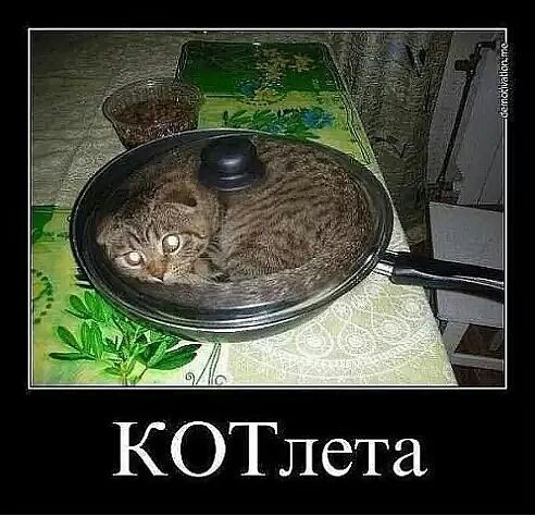 КОТлета