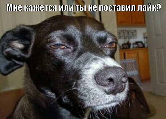 ийщьгщёгттавип лайн