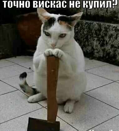 ТПЧНП ВИСНВВ НВ ЩПИД