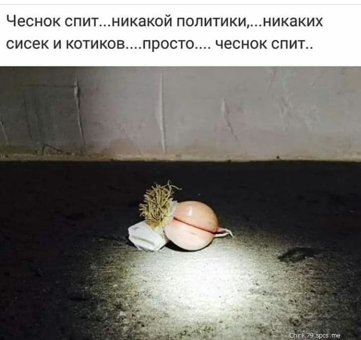 Чеснок спитникакой политикиникаких сисек и котиковпросто чеснок спит