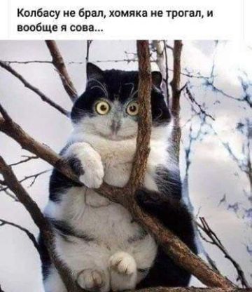 Капбасу не Брал хомяка ие трпгап и вообще я сова