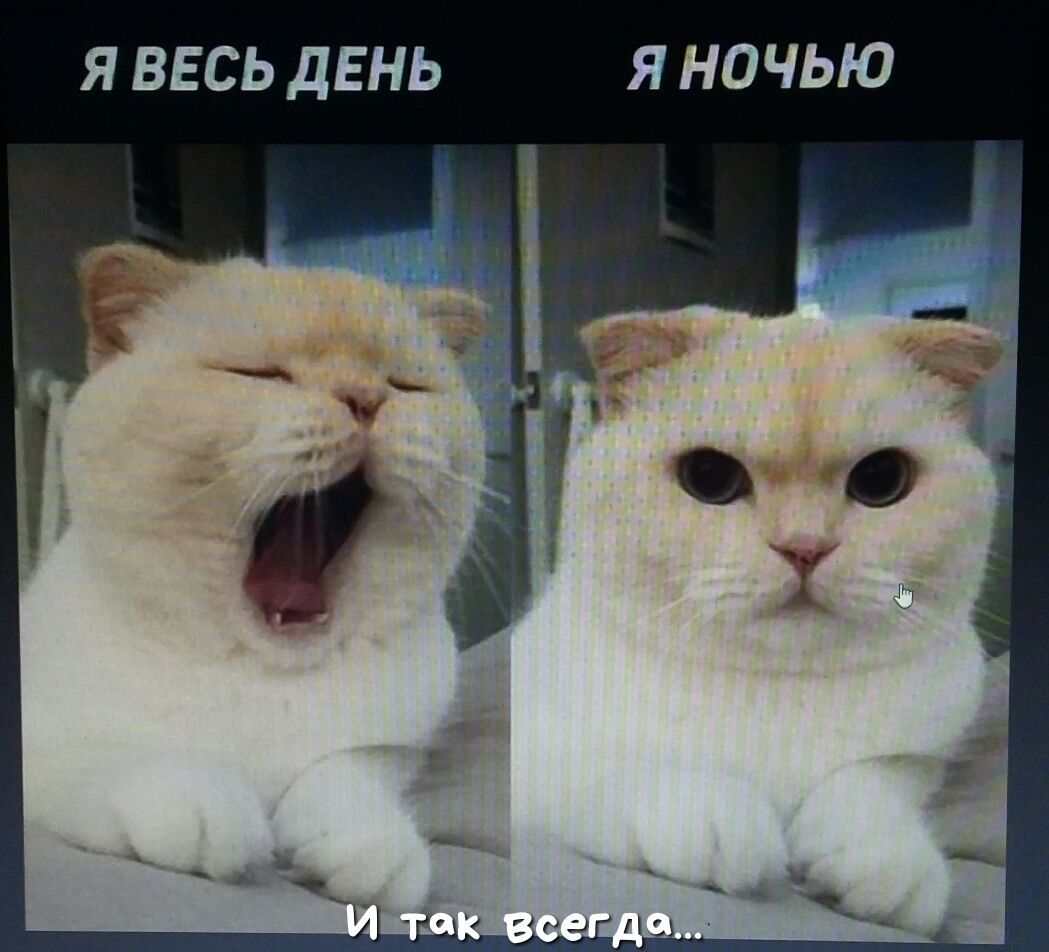 Я ВЕСЬ ДЕНЬ Я НОЧЬЮ