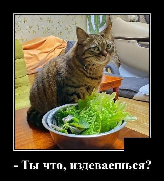 Ты что издеваешься