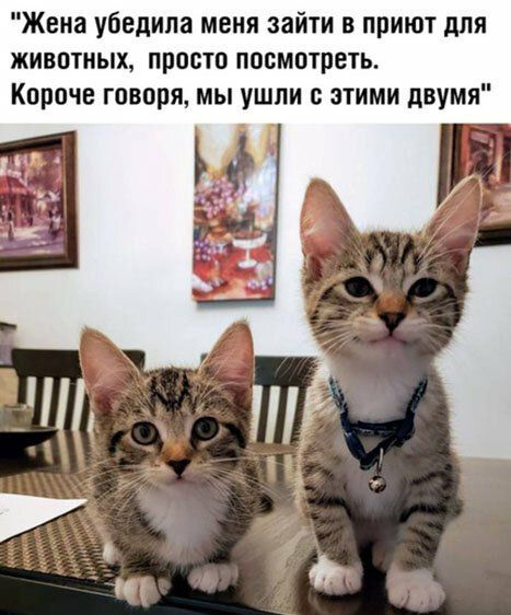 Жена убедила меня зайти в приют для животных просто посмотреть Короче говоря мы ушли с этими двумя