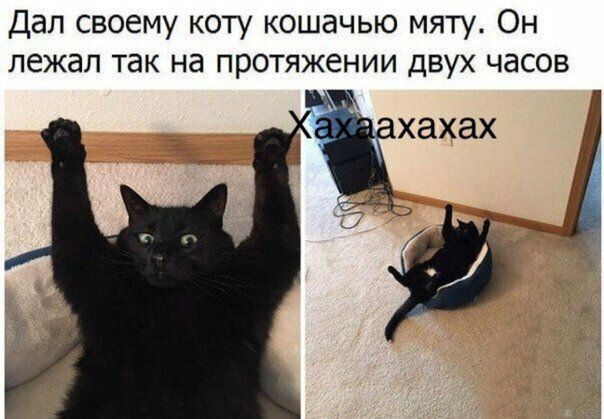 Дал своему коту кошачью мяту Он лежал так на протяжении двух часов