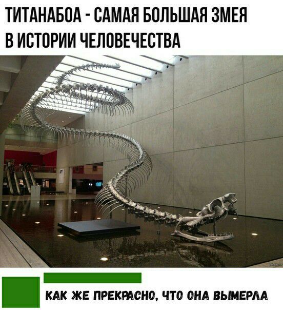 ТИТАНАБ1А САМАЯ БОЛЬШАЯ ЗМЕЯ В ИСТОРИИ ЧЕЛПВЕЧЕСТВА _ КАК ЖЕ ПРЕКРАСНО ЧТО ОНА ВЫМЕРАА