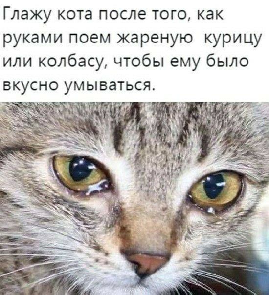 Глажу кота после того как руками поем жареную курицу или колбасу чтобы ему было вкусно умываться