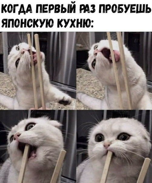 КОГ АА ПЕРВЫЙ РАЗ ПРОБУЕШЬ ЯПОНСКУЮ КУЁНЮ