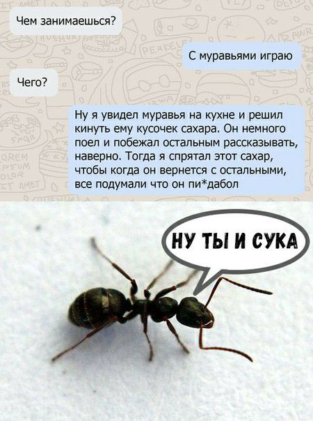 Чем занимаешься Чего7 С муравьями играю Ну я увидел муравья на кухне и решил кинуть ему кусочек сахара Он немного поел и побежал остальным рассказывать наверно Тогда я спрятал зггот сахар чтобы когда он вернется опальными все подумали что он пидабоп