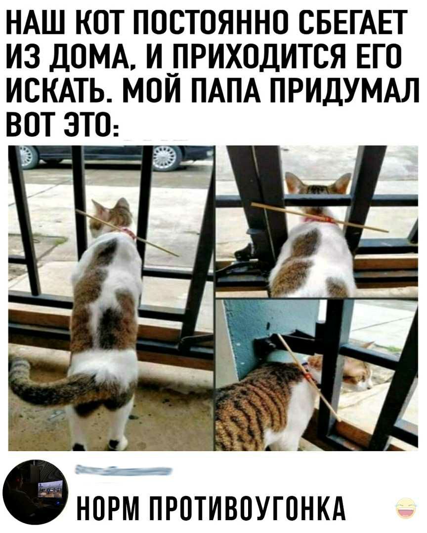 НАШ КОТ ПОСТОЯННО СБЕГАЕТ ИЗ ДОМА И_ПРИХОДИТСЯ ЕГО ИСКАТЬ МОИ ПАПА ПРИДУМАЛ ВОТ ЭТО НОРМ ПРОТИВОУГОНКА